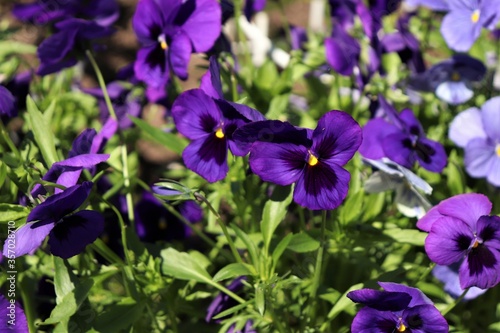 
bright purple violets bloom in the garden