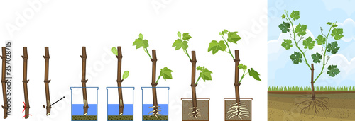 Grapevine vegetative reproduction scheme. Growth stages from propagule (stem cutting) to young rooted grapevine plant isolated on white background