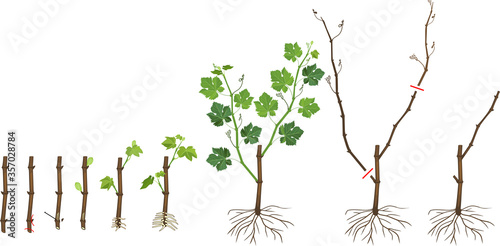 Grapevine vegetative reproduction scheme. Growth stages from propagule (stem cutting) to young rooted grapevine plant isolated on white background