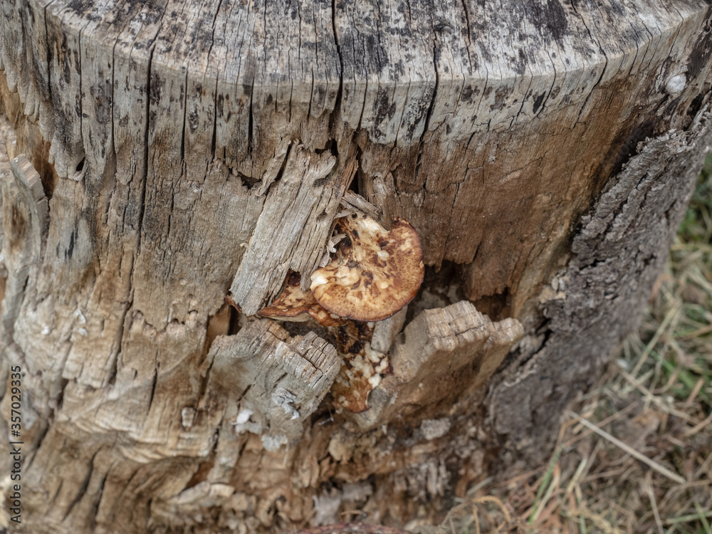 SUPER STUMP SUPER STUMP