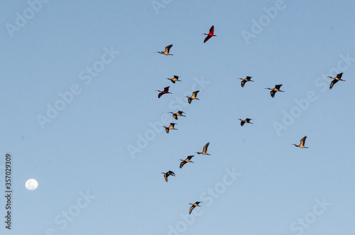 Aves conhecidas como Guará, sobrevoam o céu de Atim, vilarejo nos Lençóis Maranhenses, Brasil photo