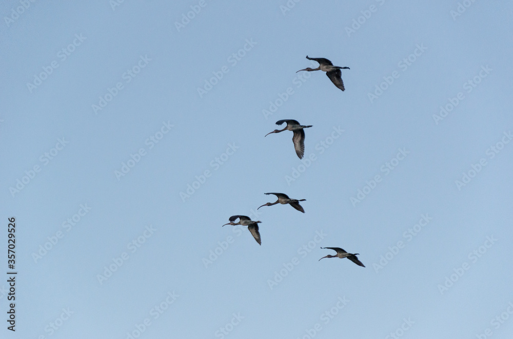 Aves conhecidas como Guará, sobrevoam o céu de Atim, vilarejo nos Lençóis Maranhenses, Brasil