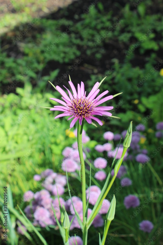 Flower of oyster plant. Blooming Tragopogon porrifolius, Spanish salsify, black oyster plant, serpent root, Scorzonera hispanica. Flower of oyster plant. Blooming Tragopogon porrifolius, Spanish salsify, black oyster plant, serpent root, Scorzonera hispanica.