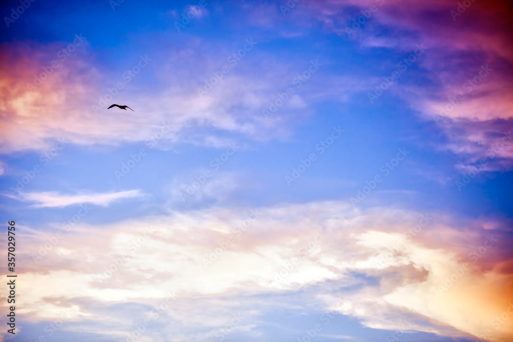 Animal Bird Seagull Flying on Sky Animal Bird Seagull Flying on Sky