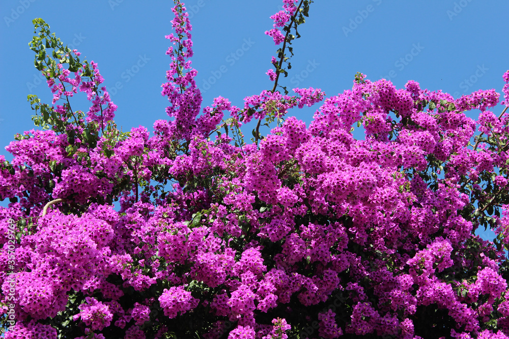 Purple bougainvillea flowers with blue sky