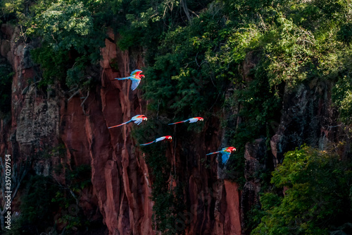 Araras voando na região de Jardim, estado do Mato Grosso do Sul, Brasil