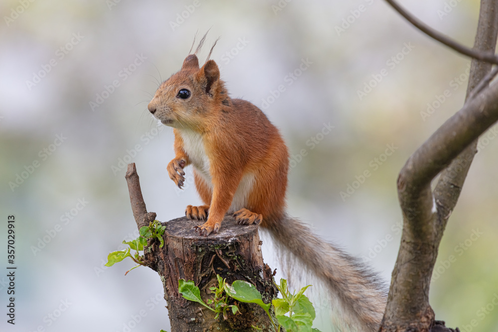 Red squirrel sitting on a stump. Close-up