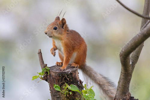 Red squirrel sitting on a stump. Close-up © M.V.schiuma