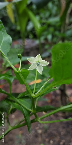 It is Tabasco pepper plant's flower