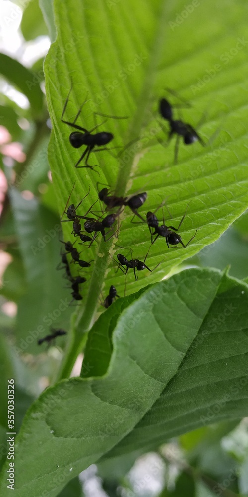ants placing their eggs under a leaf ants placing their eggs under a leaf