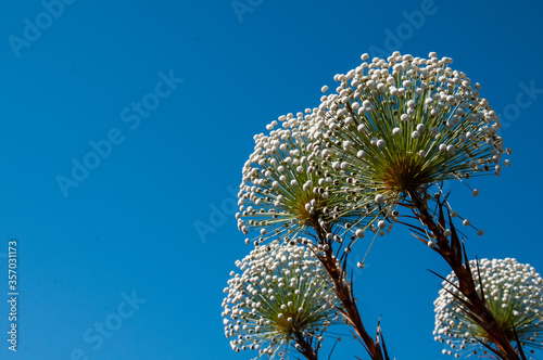 Flores do cerrado brasileiro, encontradas na Chapada dos Veadeiros, conhecidas popularmente pelo nome de 