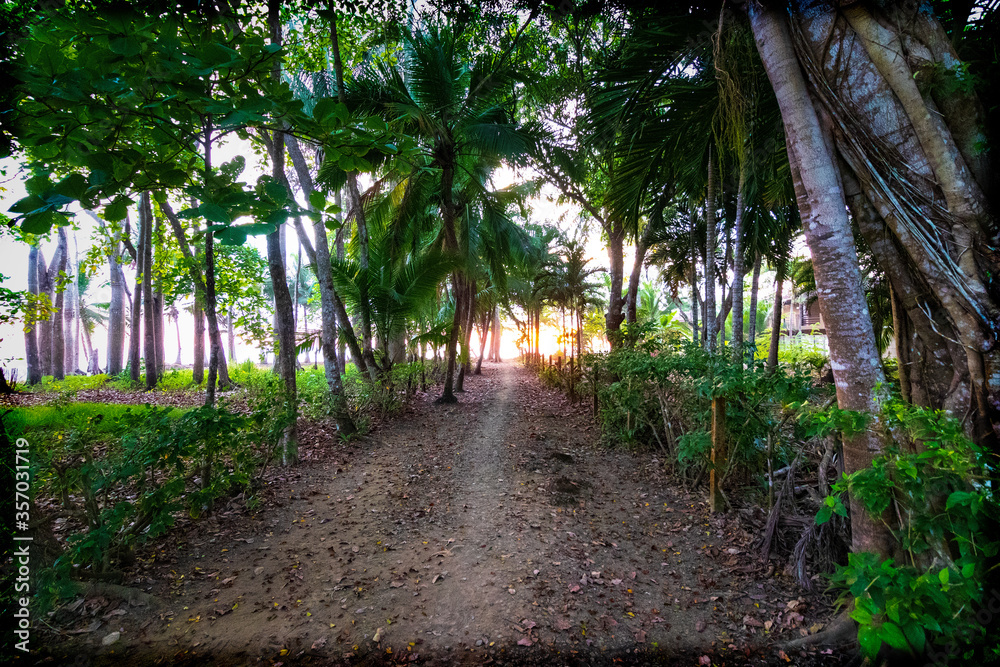 Path in the jungle through palm trees to the beach.
