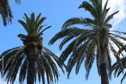Palm tree tops with blue sky. A very tropical and summery image © jimenezar