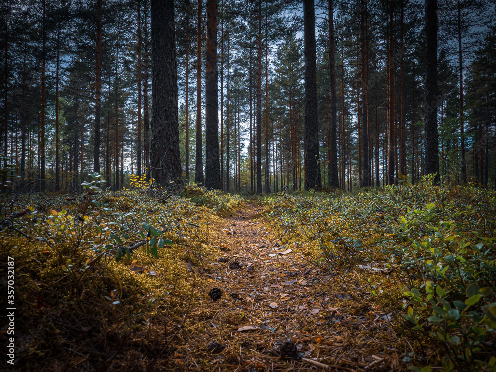 Nature path in the Finnish pine forest.