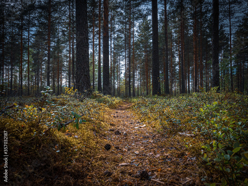 Nature path in the Finnish pine forest.