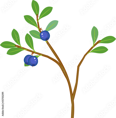 Blueberry plant with ripe blue berries and green leaves isolated on white background