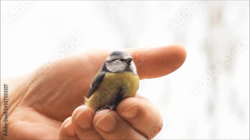 little baby bird blue tit in man`s hand, Parus caeruleus photo