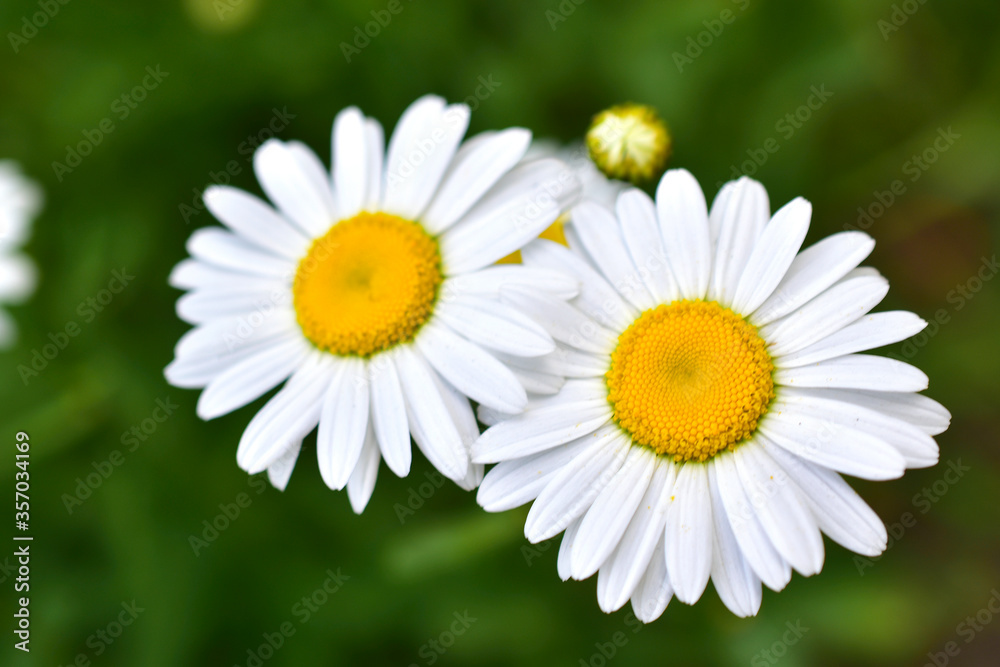 Beautiful white daisies in the field and individual flowers Beautiful white daisies in the field and individual flowers