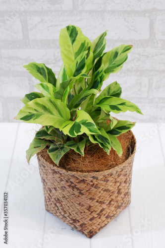 indoor plant  plant  for interior decoration