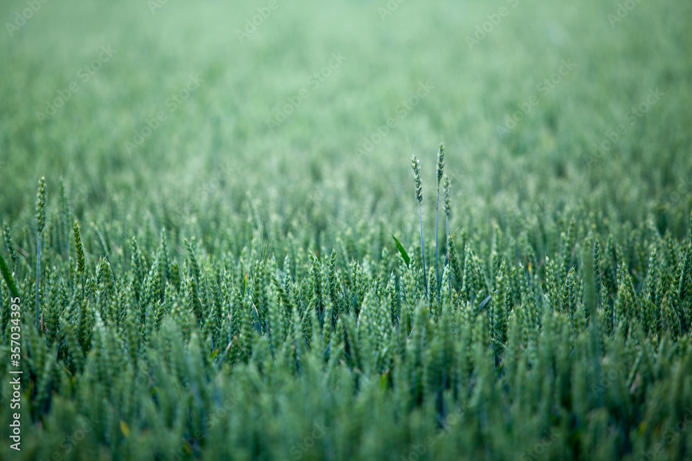 A field of green wheat