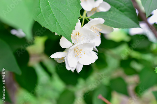 White Jasmine flowers on a green Bush in summer