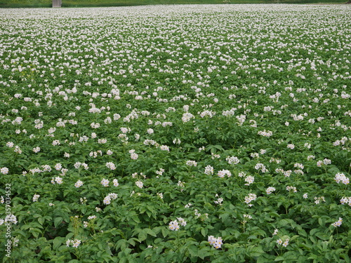 Potato field with full of pretty flowers 