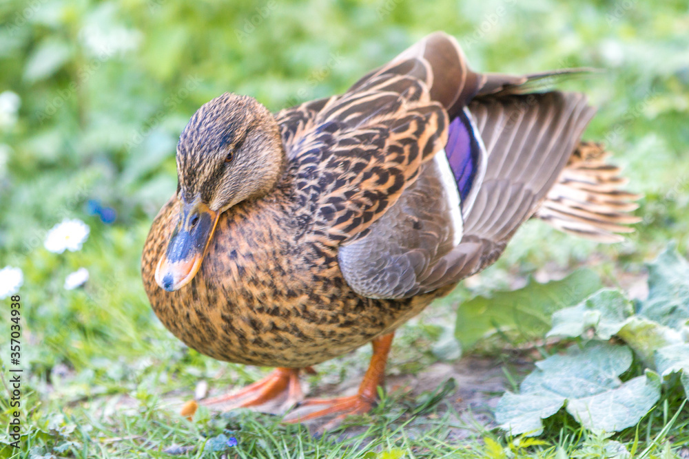 Female Mallard wild duck (Stockente, Anas platyrhynchos) Female Mallard wild duck (Stockente, Anas platyrhynchos)