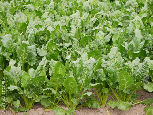 Sugar beets in a field