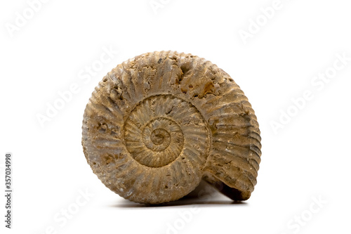 Fossil shell isolated on a white background 