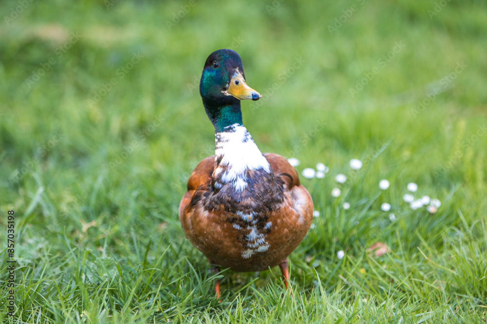 Male Mallard, wild duck (Stockente, Anas platyrhynchos) Male Mallard, wild duck (Stockente, Anas platyrhynchos)