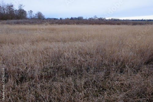 Wilted steppe grasses. Cloudy steppe landscape in the evening.