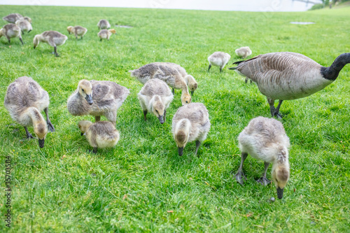 Canada geese baby birds