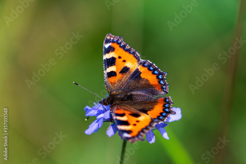 Wiesenblume mit Schmetterling © lexpixelart