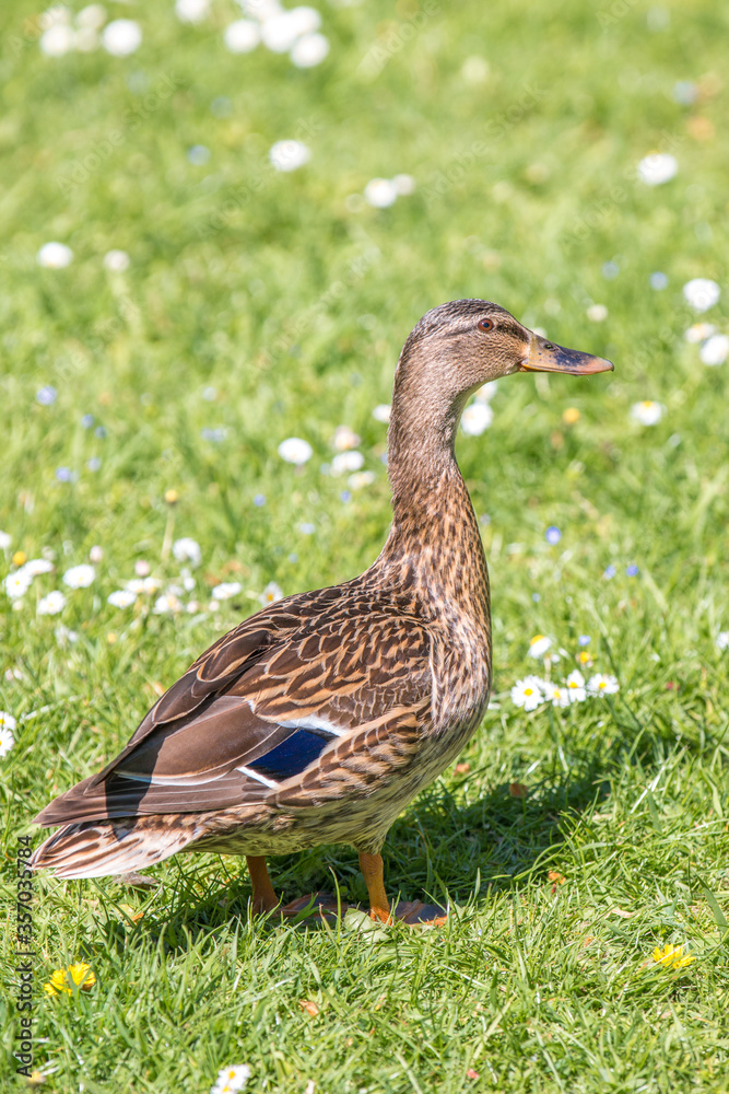 Female Mallard wild duck (Stockente, Anas platyrhynchos) Female Mallard wild duck (Stockente, Anas platyrhynchos)