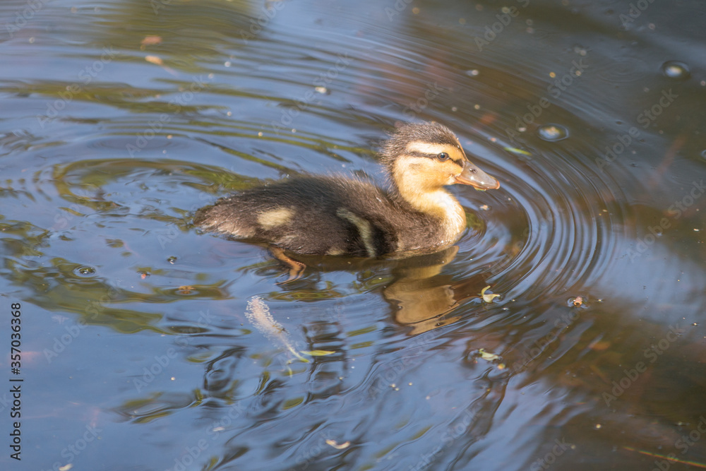 Mallard chick wild duck (Stockente, Anas platyrhynchos) Mallard chick wild duck (Stockente, Anas platyrhynchos)