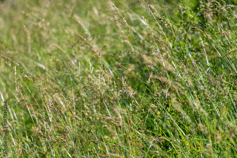 Gräser und Blumen im Frühsommer Gräser und Blumen im Frühsommer