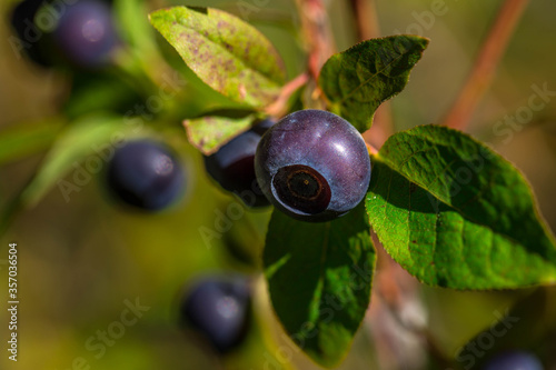 Huckleberries in July