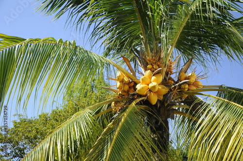 Yellow coconuts on the trees. Some of the coconuts are almost ripe. 