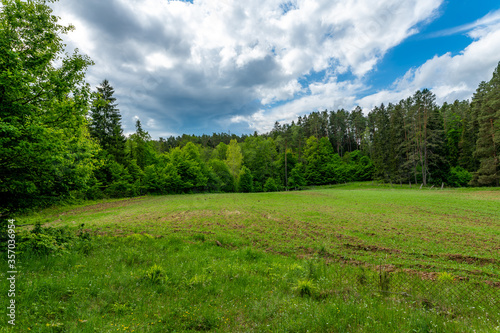 Fototapeta Naklejka Na Ścianę i Meble -  summer landscape in the forest