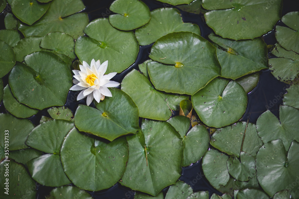 lilypad background lilypad background