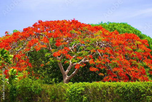 A poinciana tree in the Cayman Islands. photo