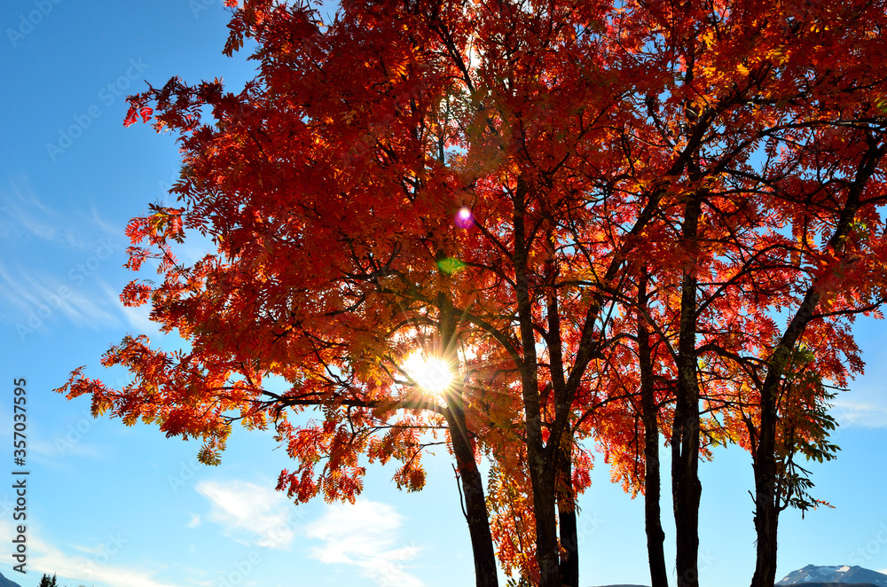 autumn sunshine through colorful rowan tree