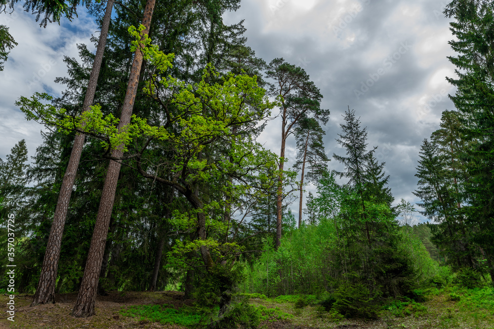 Fototapeta premium trees in the forest