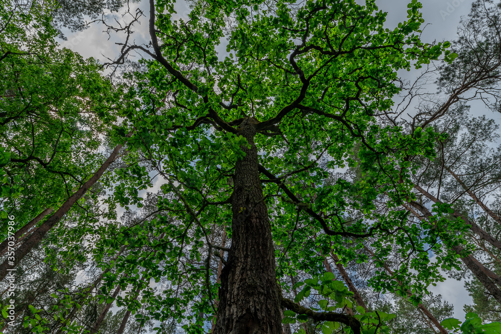 Fototapeta premium green leaves of a tree