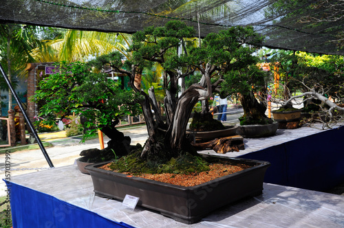 Bonsai tree display for public in the floral nursery. 