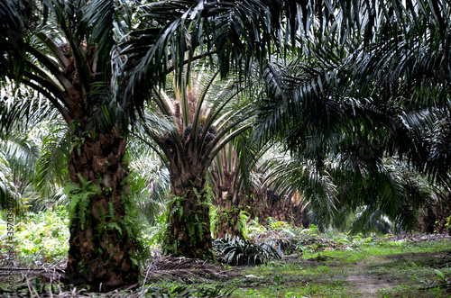 Palm oil tree in palm oil plantation in West Kalimantan  Borneo  Indonesia