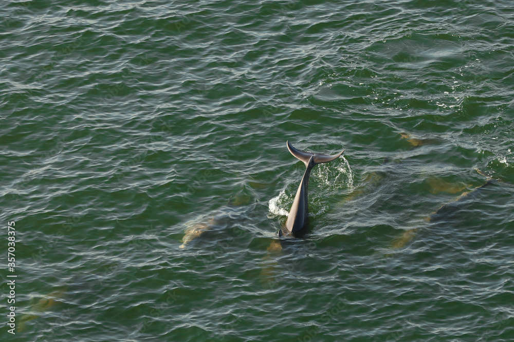 Obraz premium dolphins in the ocean getting air