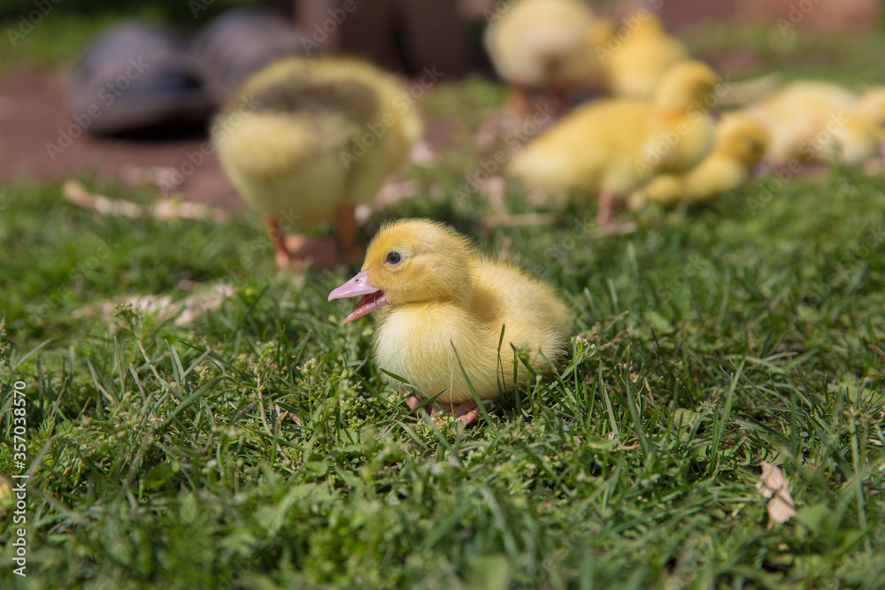 a small yellow duckling is sitting on the grass with its beak open a small yellow duckling is sitting on the grass with its beak open