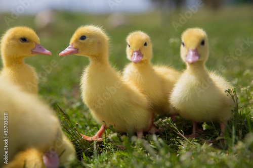 4 small yellow ducklings sitting on the grass