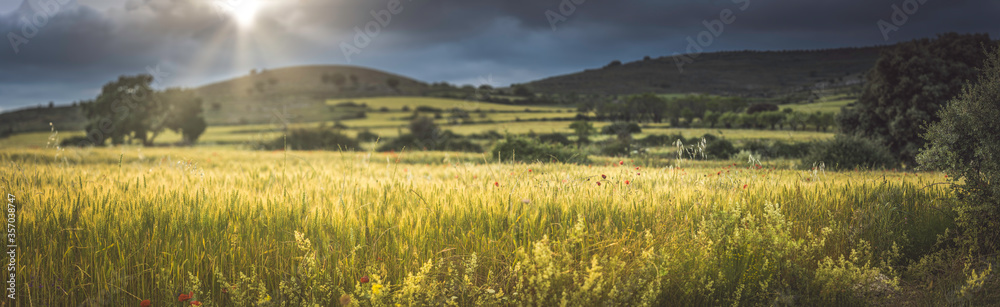 wheat and poppy fields at the golden sunset of spring